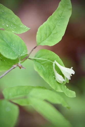 American fly-honeysuckle (Lonicera canadensis)