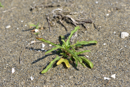 Ipomoea polymorpha iNat (3)