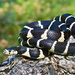 California King Snake - Photo (c) herper47, some rights reserved (CC BY-NC)