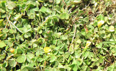 Oxalis exilis
