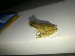 Dendropsophus microps