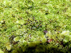 Crematogaster inflata