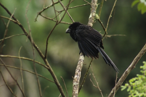 Smooth-billed Ani (Crotophaga ani), photo 7