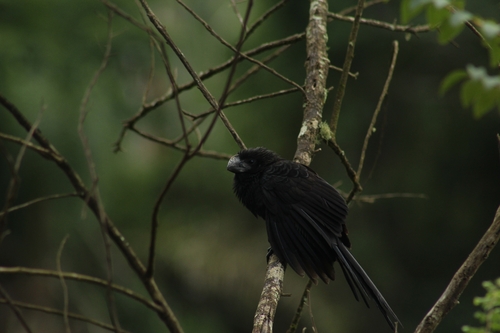 Smooth-billed Ani (Crotophaga ani), photo 8