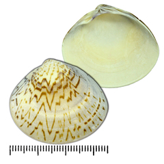 Meretrix petechialis