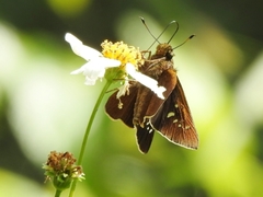 Caltoris cahira austeni