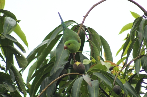 Plain Parakeet (Brotogeris tirica)