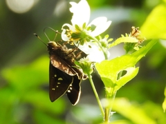 Caltoris cahira austeni