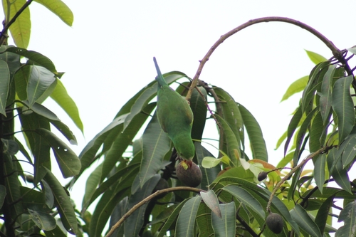 Plain Parakeet (Brotogeris tirica), photo 2