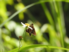 Caltoris cahira austeni