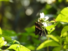 Caltoris cahira austeni