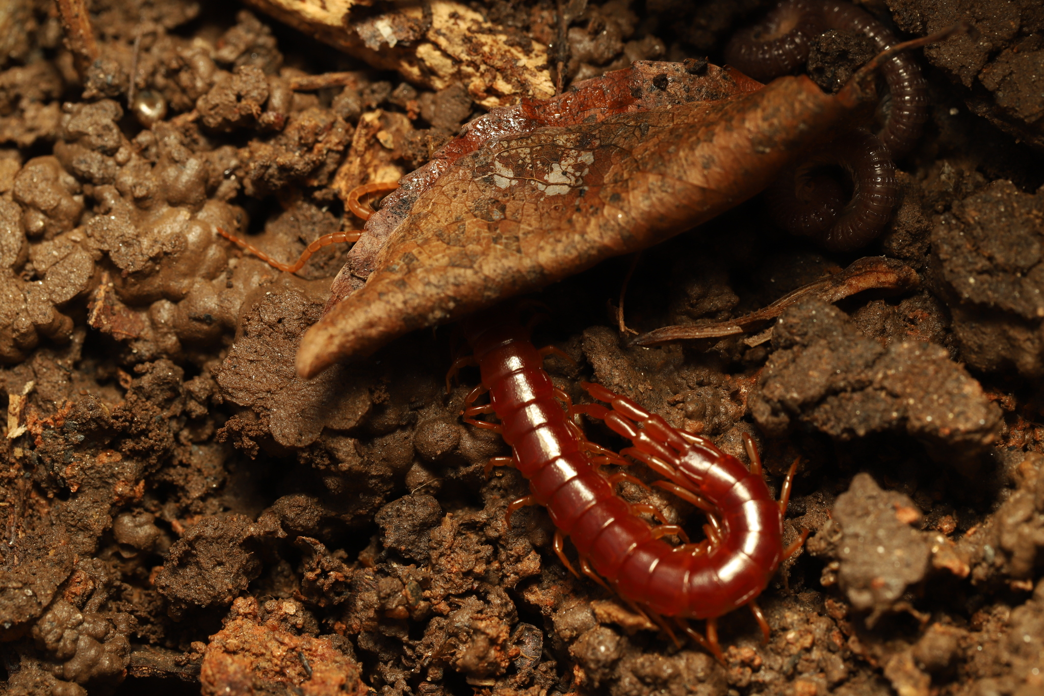 Scolopocryptops sexspinosus Say, 1821