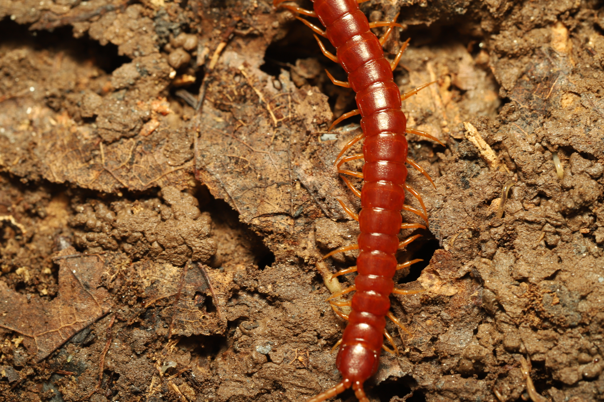 Scolopocryptops sexspinosus Say, 1821