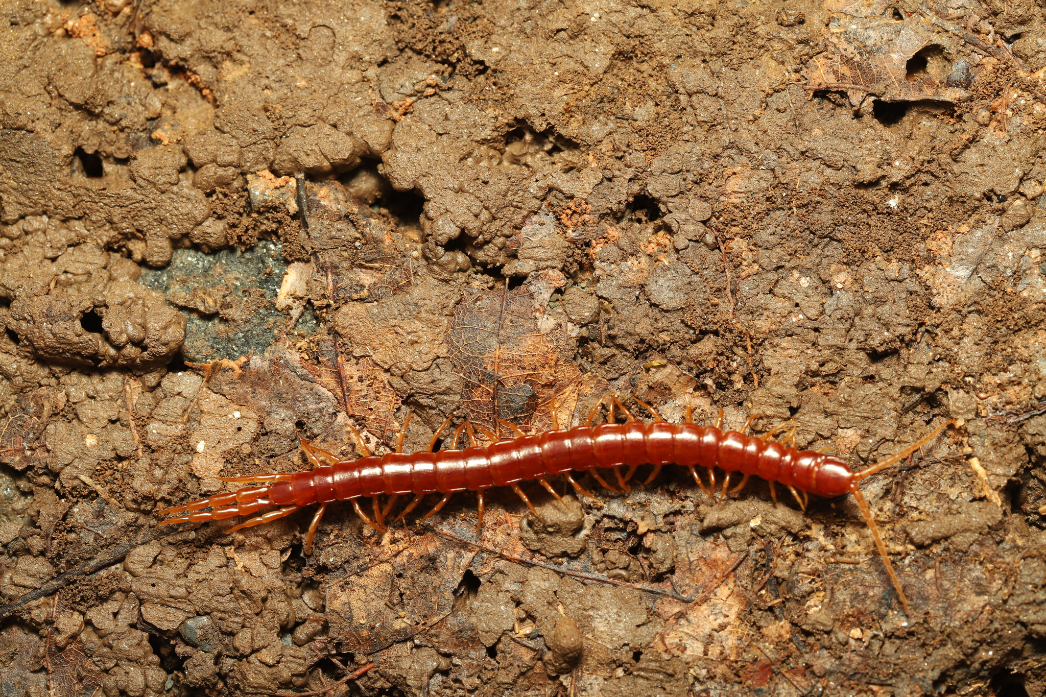 Scolopocryptops sexspinosus Say, 1821