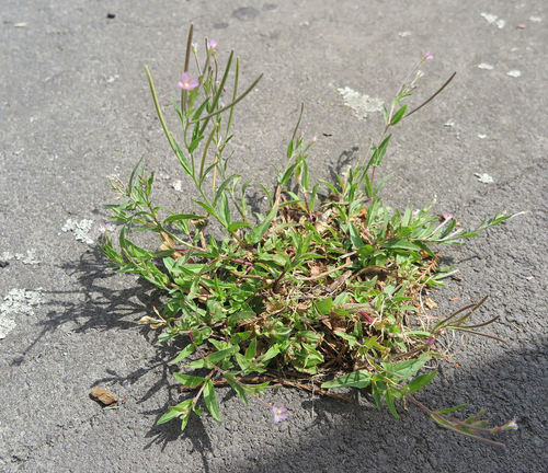 Dwarf willowherb (Epilobium obscurum)