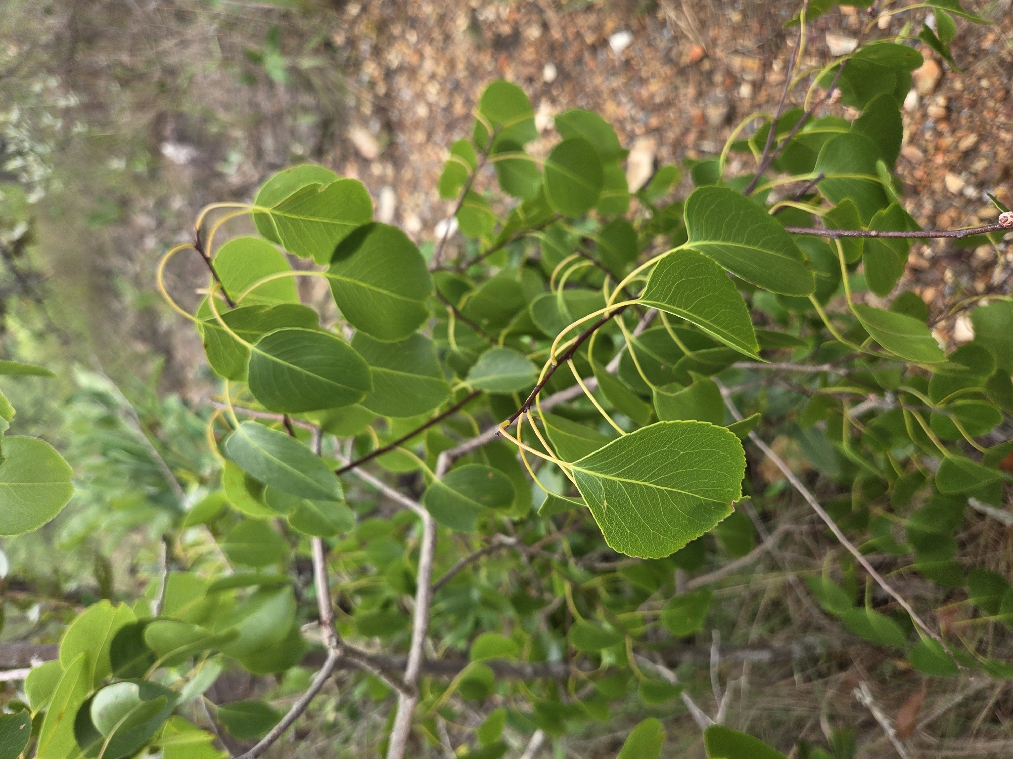 Plenckia populnea