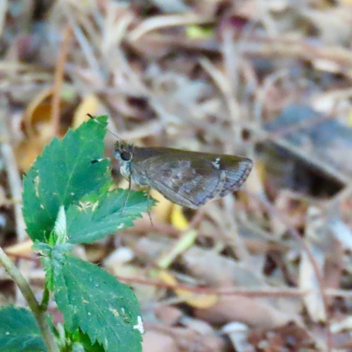 Fawn-spotted Skipper (Cymaenes isus)