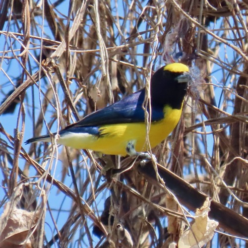 West Mexican Euphonia (Euphonia godmani)