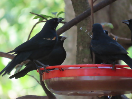 Tawny-shouldered Blackbird (Agelaius humeralis), photo 2
