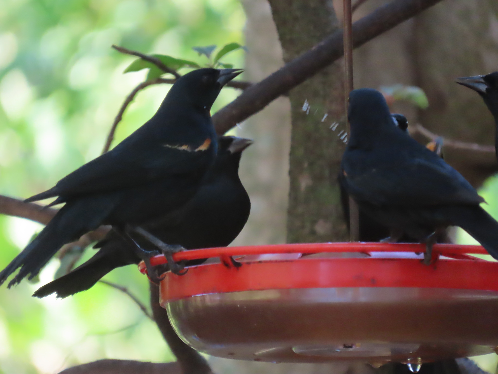 Tawny-shouldered Blackbird (Agelaius humeralis), photo 2