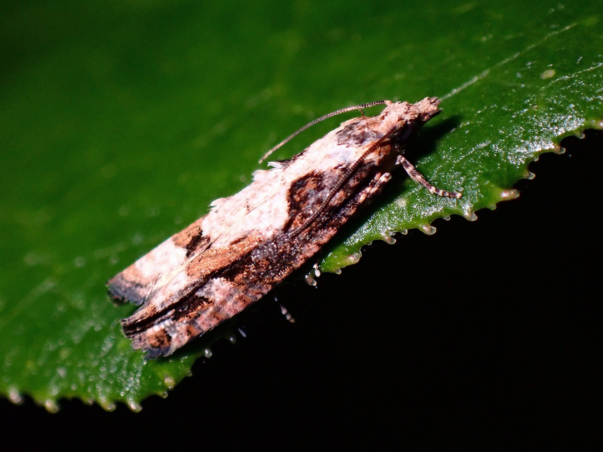 Acroclita sonchana