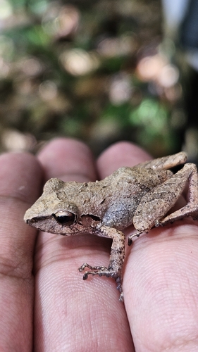 Paraiba Robber Frog, Pristimantis ramagii