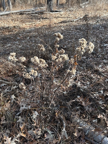 Camphor-weed (Pluchea camphorata)