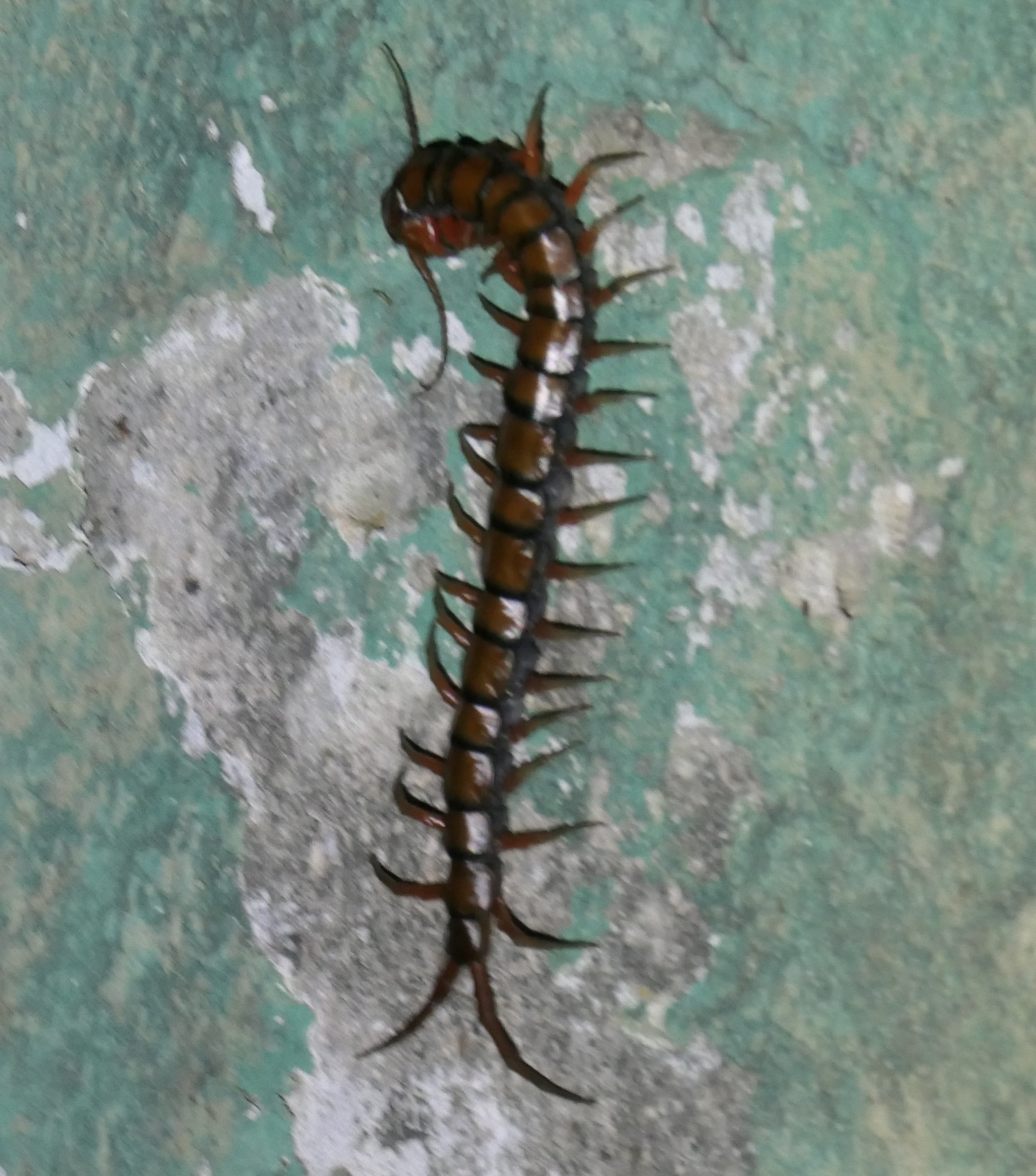 Scolopendra subspinipes Leach, 1815