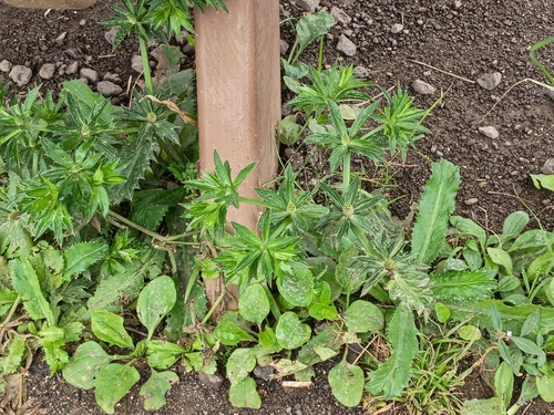 Eryngium foetidum observed 2026-01-21