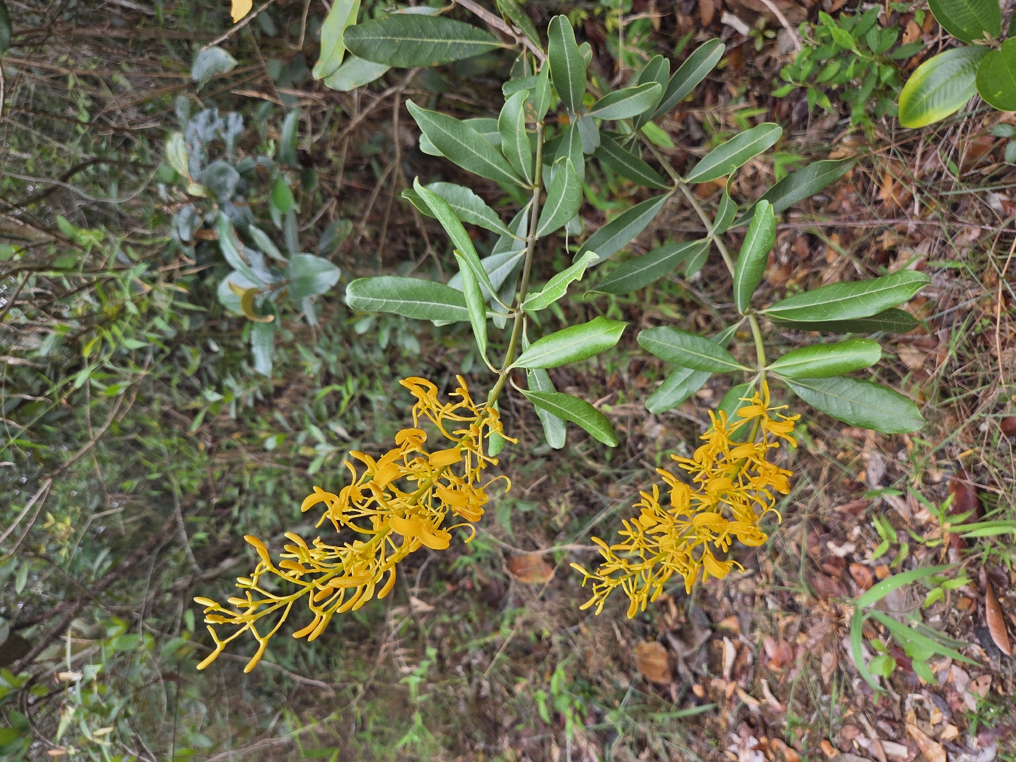 Vochysia tucanorum