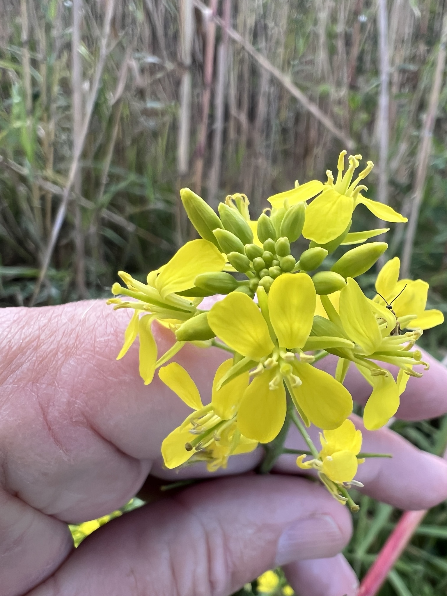 Photo by James K. Wetterer via iNaturalist (Copyright James K. Wetterer)