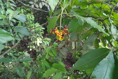 Psychotria carthagenensis