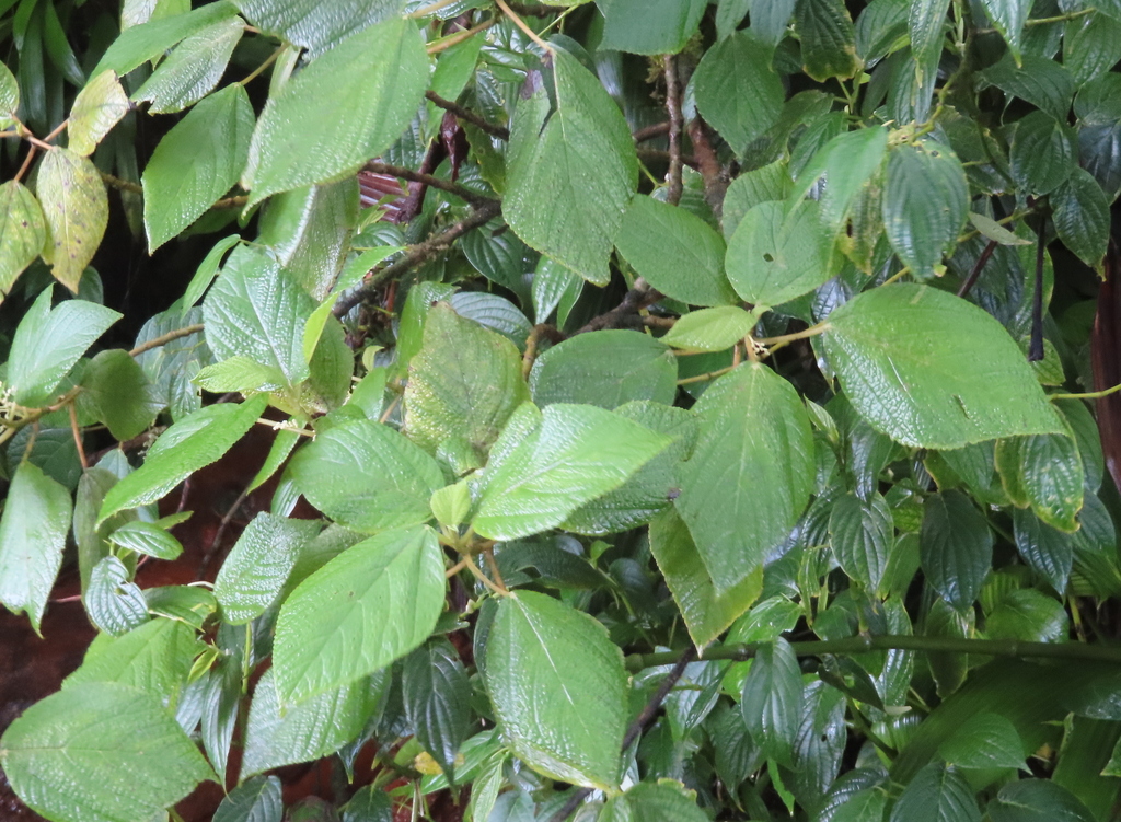 Gyrotaenia crassifolia