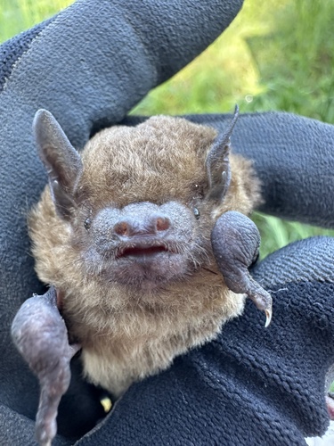 Greater Broad-nosed Bat