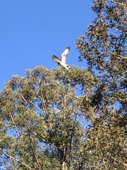 Buteo jamaicensis