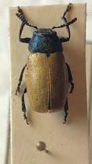 Labidostomis longimana