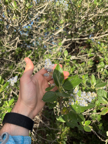 Feltleaf ceanothus (Ceanothus arboreus)
