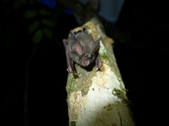 Hipposideros marisae