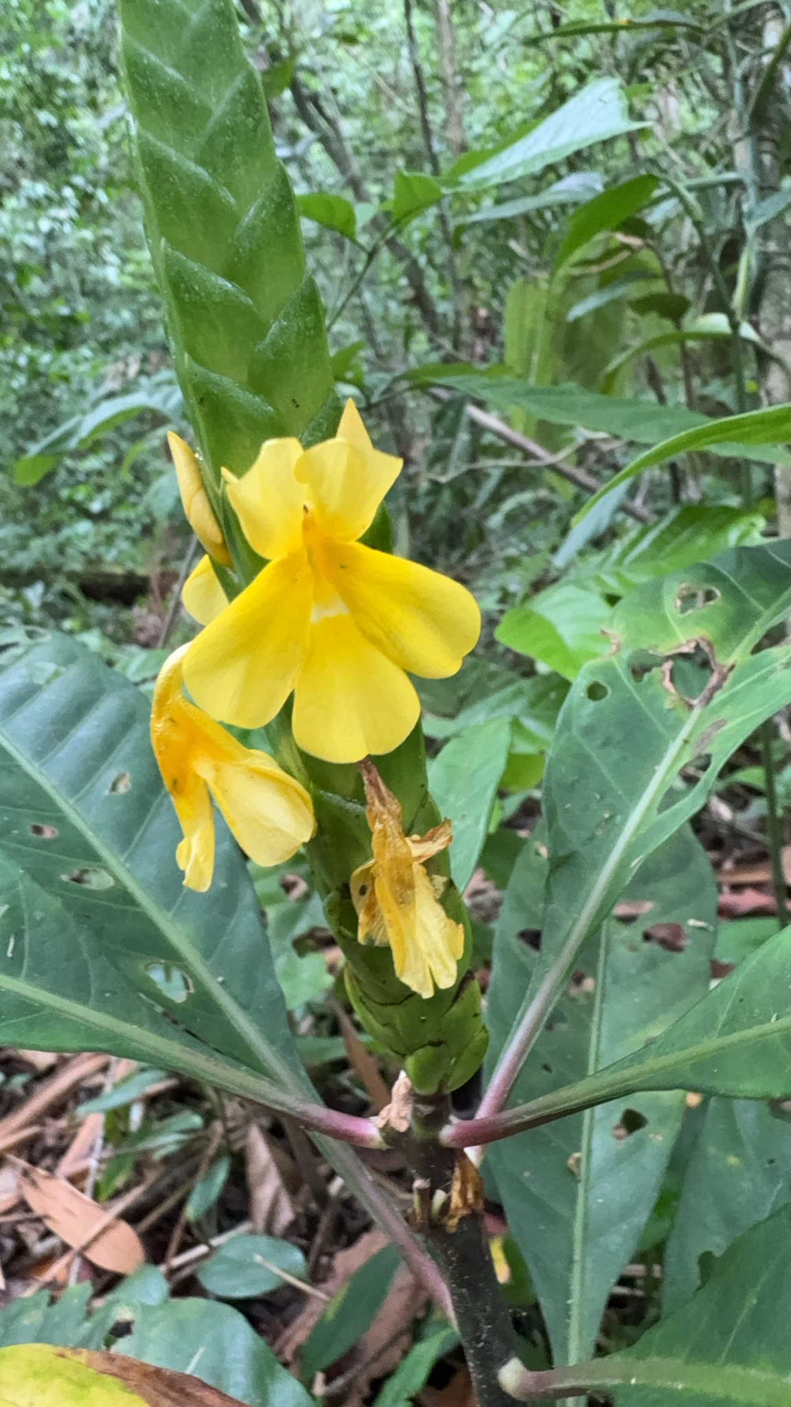 Aphelandra prismatica (Vell.) Hiern 2