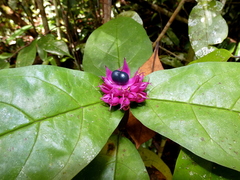 Clerodendrum fistulosum
