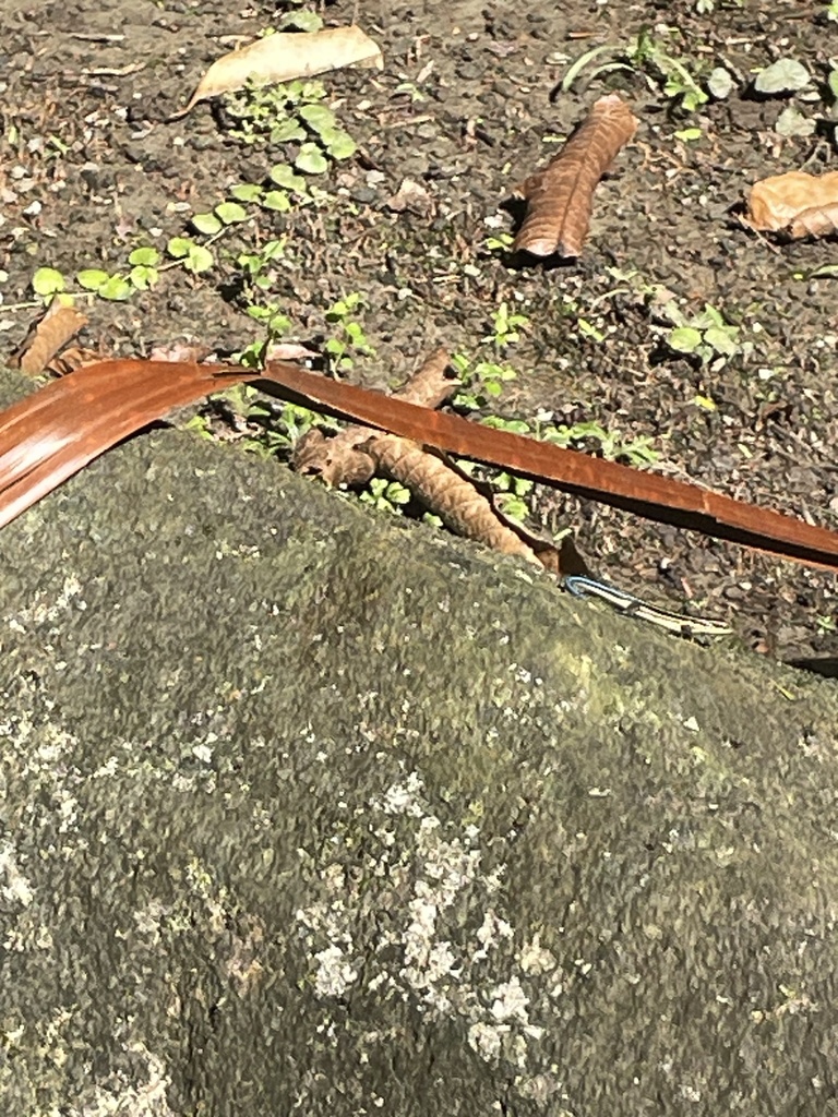 Marianas Blue-Tailed Skink (Emoia caeruleocauda)