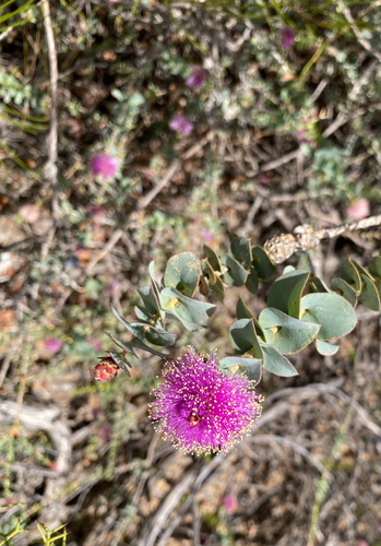 Melaleuca cordata observed 2025-12-15