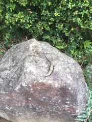 Plestiodon finitimus