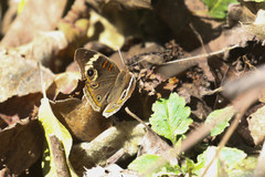 Junonia coenia coenia