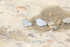 Celastrina echo gozora