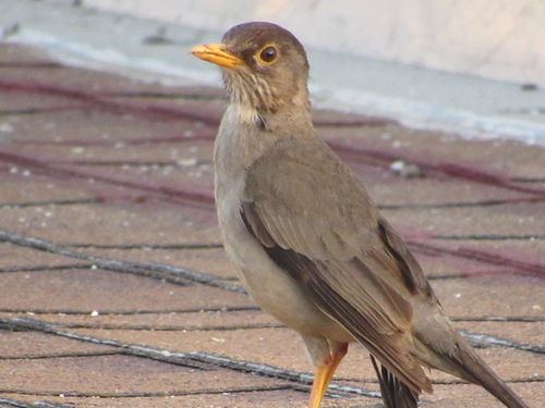 Austral Thrush (Turdus falcklandii), photo 5