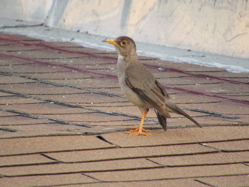 Austral Thrush (Turdus falcklandii), photo 6