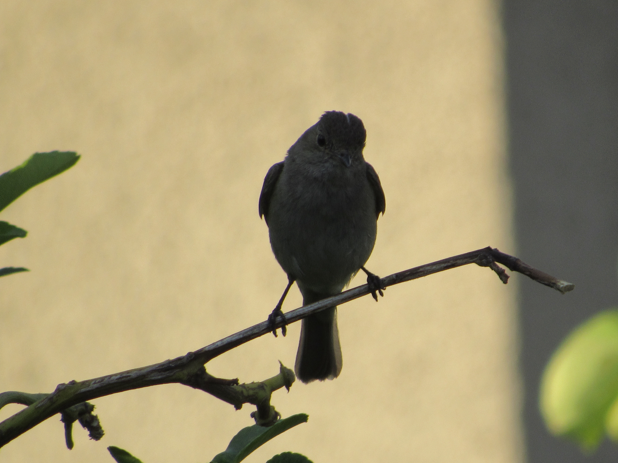 White-crested Elaenia (Elaenia albiceps), photo 7