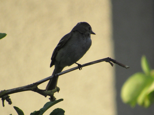 White-crested Elaenia (Elaenia albiceps), photo 9