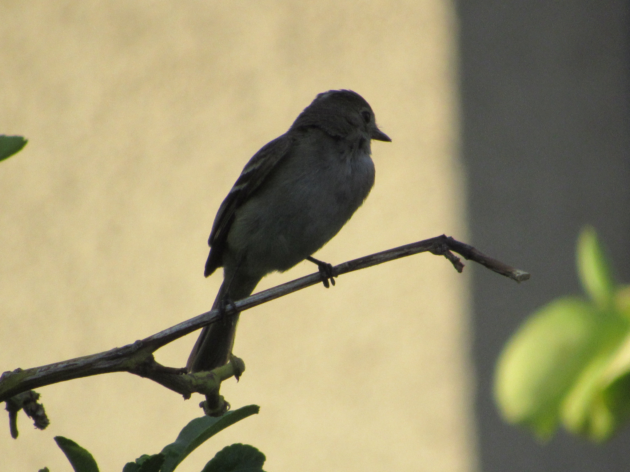 White-crested Elaenia (Elaenia albiceps), photo 6